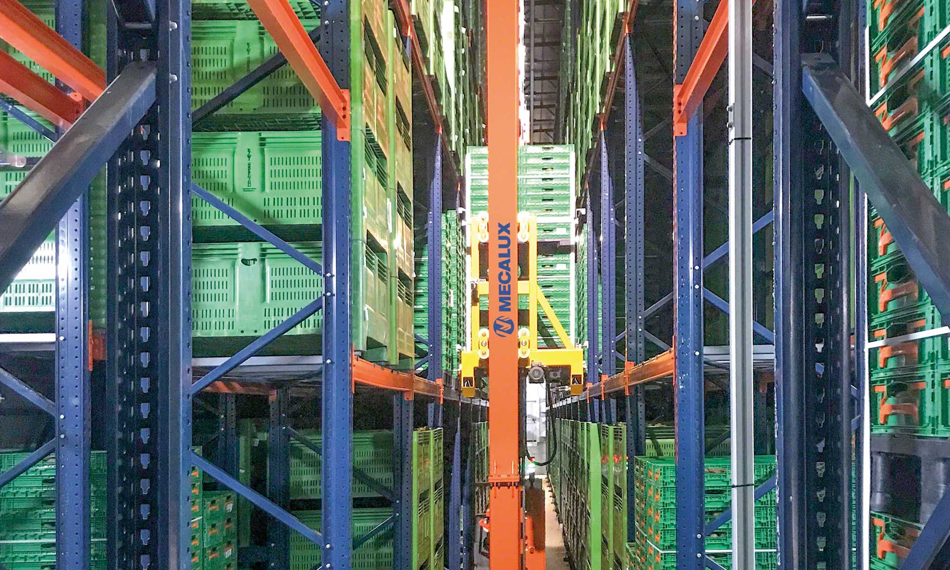 Kiwi Greensun : le point de maturation parfait pour un entrepôt réfrigéré