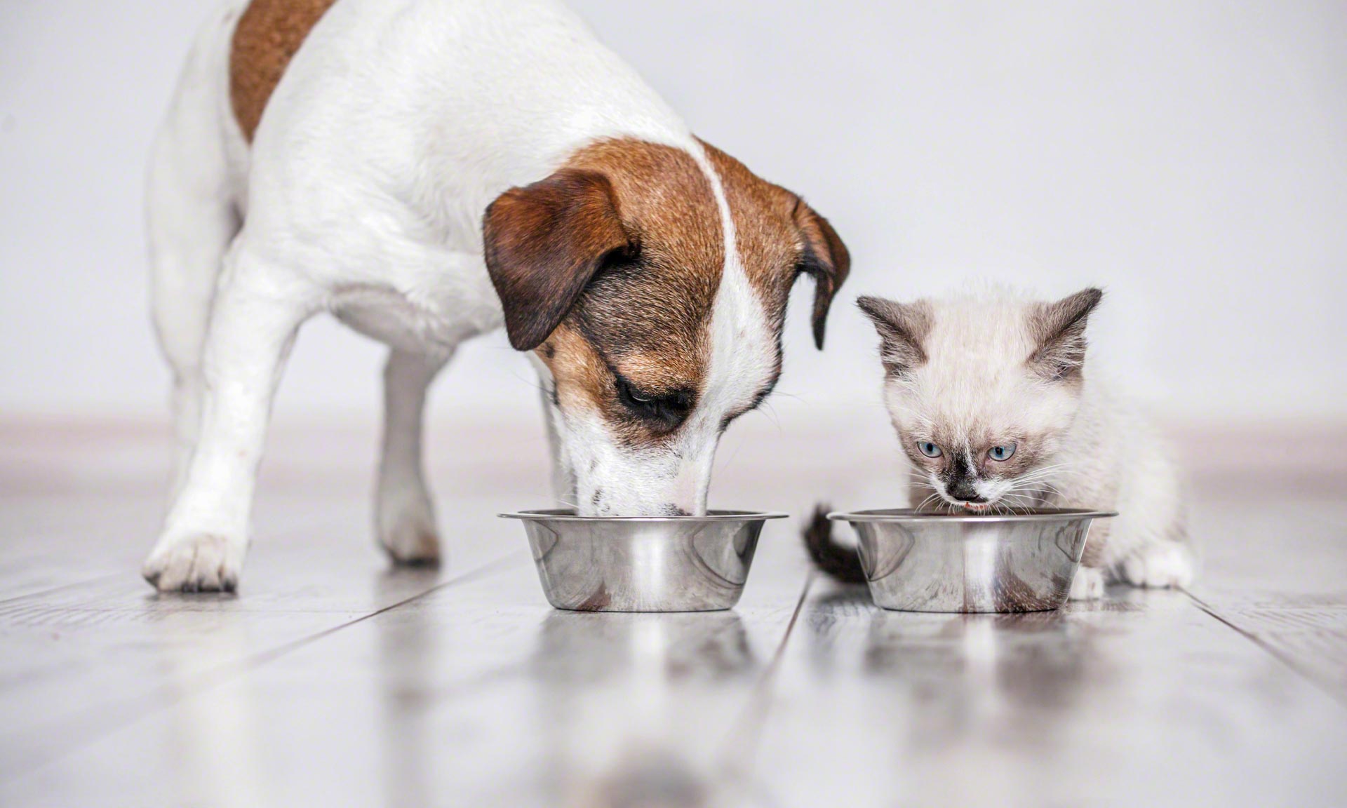 Vitakraft Italia modernise son entrepôt d'aliments pour animaux Vitakraft Italia modernise son entrepôt d'aliments pour animaux